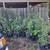 Fruit tree collection 3 thumbnail