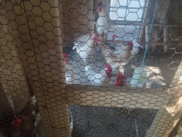 Big rooster 1