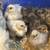 silkie chicks- Fritz, fuzzy & satins (bearded and showgirls) 6 thumbnail