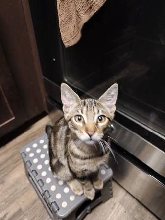 Beautiful and loving kitten for a re-home (Petaluma)64018041328387120