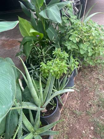 Updated Mixed Plants Collection 1
