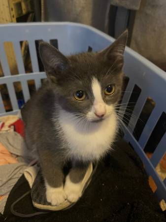 Gatitos que necesitan un buen hogar (Union)63661423857283121