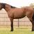 Stud Service: AQHA Bay Dun Paddys Irish Whiskey 3 thumbnail