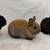 Netherland dwarf rabbits 5 thumbnail
