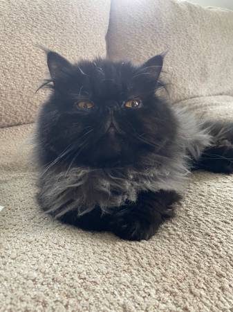 Gato Persa Macho Registrado CFA63689210118657120