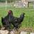 Young rooster 1 thumbnail