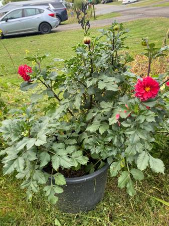 Dahlia in pot 1