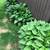 REDUCED END OF SEASON HOSTAS -Varigated & Solid 5 thumbnail
