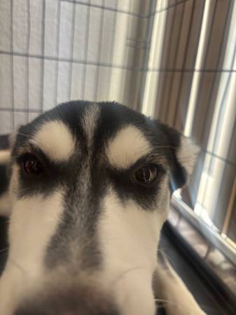 Husky Siberian and Alaskan63848769359235122