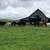 Sheeps Cows, or Goats 1 thumbnail