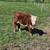 Mini Hereford Heifer 1 thumbnail