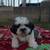Shih Tzu pup 1 thumbnail