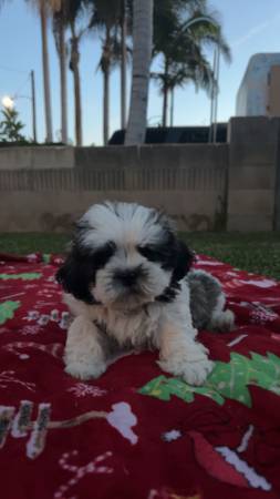 Shih Tzu pup 1