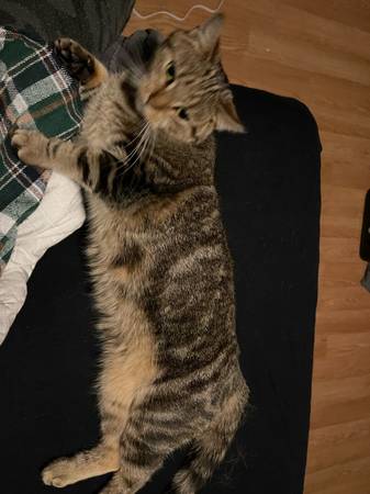 Mother and daugter cats free to good home (Biddeford)64028931904771121