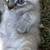 Kittens NEED HOME! (Pending) 13 thumbnail