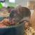 pet fancy mice 2 thumbnail