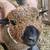 Registered Babydoll sheep (wethers) 2 thumbnail