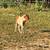 Two male ponies 3 thumbnail