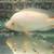 Cichlids 3 thumbnail