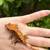 Crested gecko 4 thumbnail