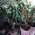 JADE PLANTS. Multiple sizes & prices. 1 thumbnail