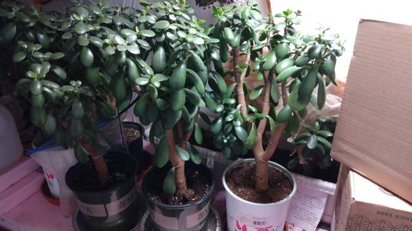 JADE PLANTS. Multiple sizes & prices. 1