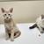 15 week old Lynx Point/Cream Mackerel Tabby kittens 3 thumbnail