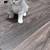 Scottish Kittens 4 thumbnail