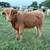 Mini Cattle 9 thumbnail