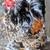 Brahma chicks-mottled, porcelain, blue salmon, lemon pyle, Isabel 7 thumbnail