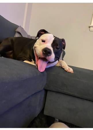 Necesito un buen hogar para mi perro (Filadelfia)