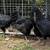 Ayam Cemani - Hatching Eggs 2 thumbnail