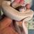 Female Ball Pythons REHOME OR TRADE 3 thumbnail