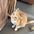 FREE KITTENS 4 thumbnail