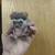 Hedgehogs 2 thumbnail