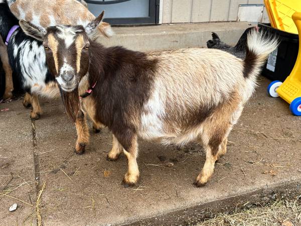 Bred Nigerian dwarf doe 1