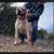 Dogo Argentino/ Presa Canario cross pups 9 thumbnail