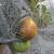 Super sweet and super organic tomatoes for sale 6 thumbnail