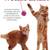 Book Collection - all about Cats & Kittens 6 thumbnail