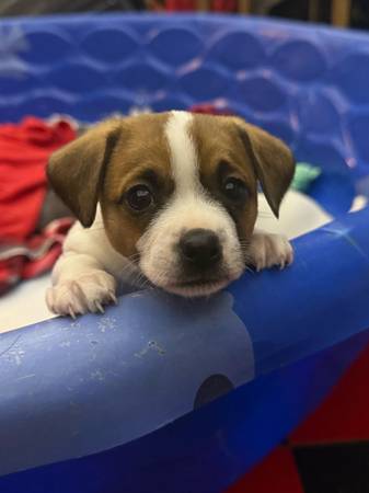 ***LOOKING FOR HER FOREVER HOME*** (santa rosa)63836591246849123