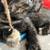Kitten needs a new home 1 thumbnail