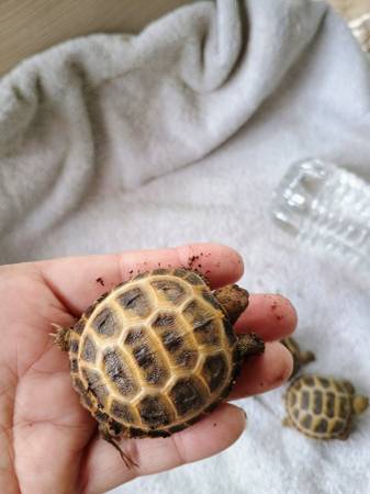 Crías de tortuga rusa63860183672451123