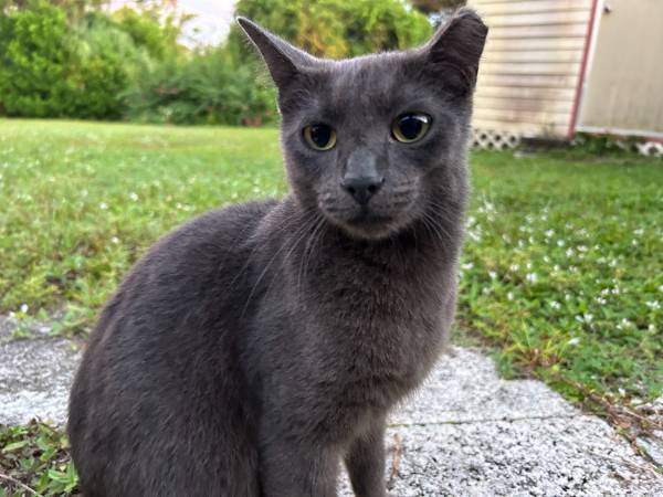 Gatita gris hembra dulce TNR (Titusville)