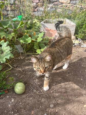 Spayed 3 year old cat64189201620097122