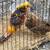 Pheasants and chickens 1 thumbnail