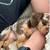 Dachshund RehomingPuppY 2 thumbnail
