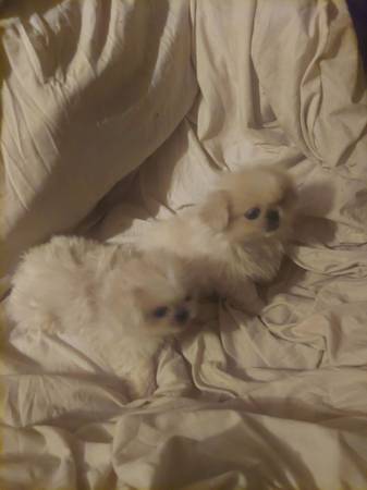 Pekingese 1