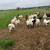 Goats For Sale 7 thumbnail