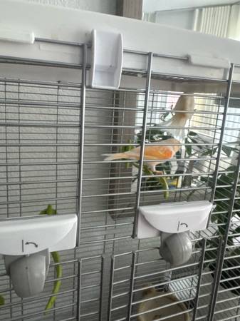 Pair of red factor canaries (McKinney)63937540040451120