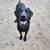 Paws2Paws, Pet Sitting Services 15 thumbnail